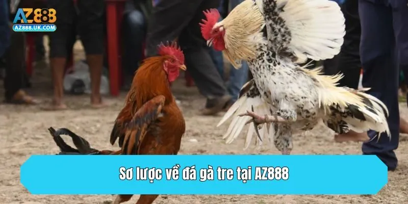 Đá Gà Tre Tại AZ888 - Loại Hình Giải Trí Thú Vị Nhất 2025 2 Sơ lược về đá gà tre tại AZ888