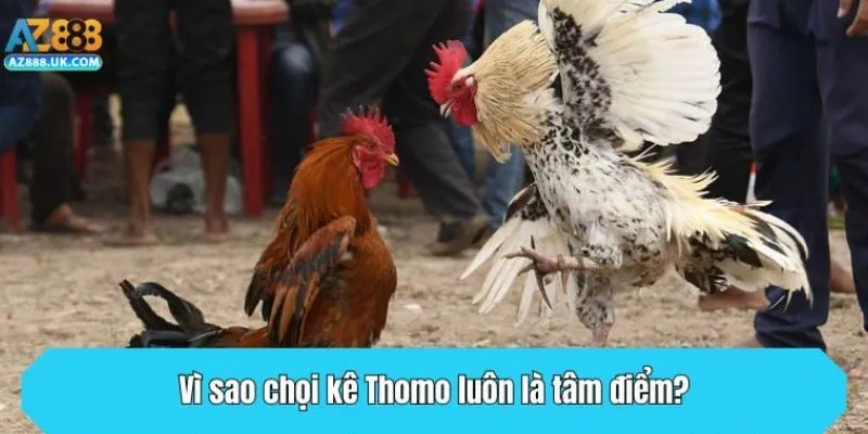 Đá Gà Thomo Tại AZ888 - Thiên Đường Của Những Thần Kê 3 Vì sao chọi kê Thomo luôn là tâm điểm?