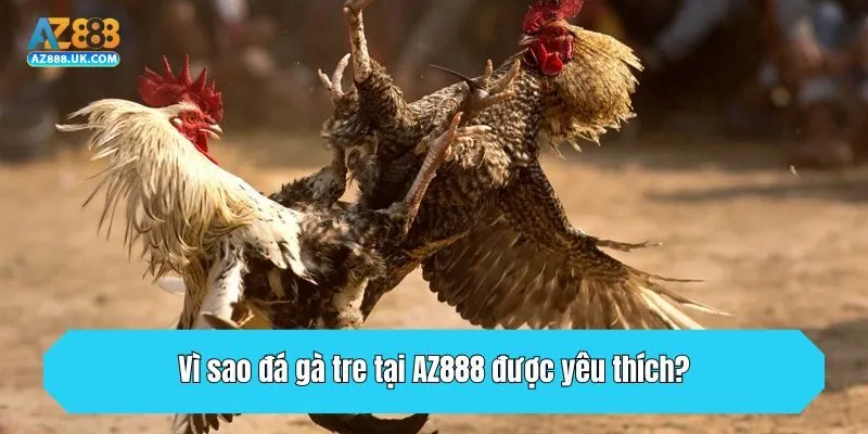 Đá Gà Tre Tại AZ888 - Loại Hình Giải Trí Thú Vị Nhất 2025 3 Vì sao đá gà tre tại AZ888 được yêu thích?